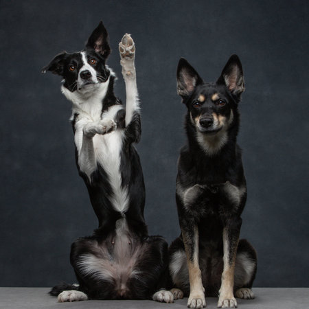 Studio shot of two cute mixed breed dogs sitting on gray background.