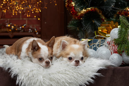 Two chihuahua puppies on the background of the Christmas treeの写真素材