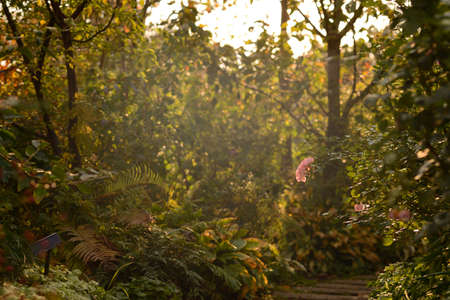 Sunset in the garden. Sunlight through the foliage of trees.の写真素材