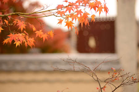 Maple leaves in autumn season at the temple in south korea.の写真素材