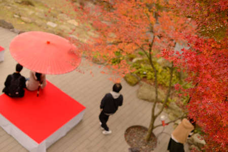 Autumn Japanese garden with red maple leaves and umbrella. Blurred background.