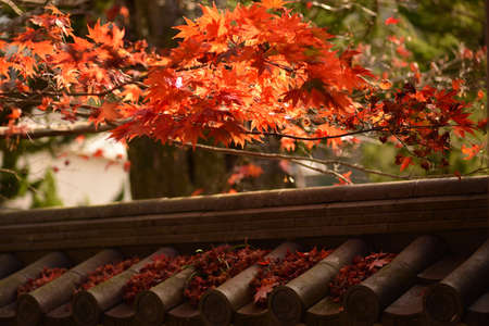 Autumn leaves of Japanese maple on a wooden fence in the park.の写真素材