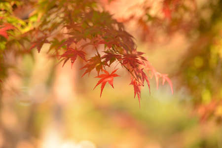 Red maple leaves in autumn season with bokeh background, Japanの写真素材