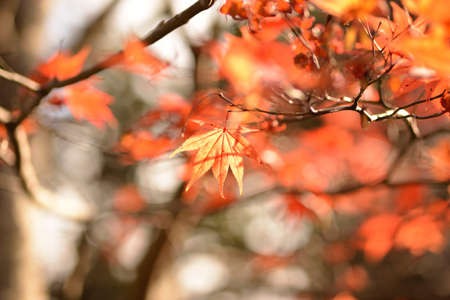 Autumn maple leaves in the forest. Selective focus, shallow depth of field.
