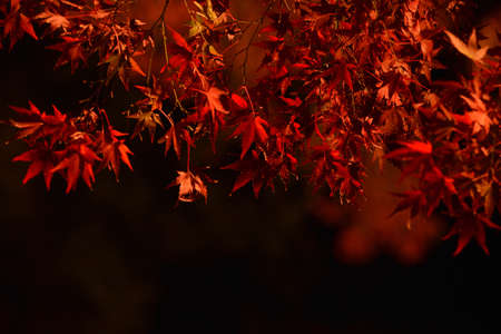 Red maple leaves on black background. Autumn season in Japan. Selective focus.の写真素材