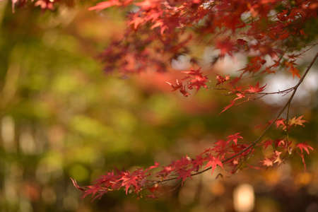 Maple leaves in autumn season in Japan. Selective focus.の写真素材