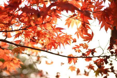 Autumn leaves of Japanese maple in the park. Beautiful autumn background.