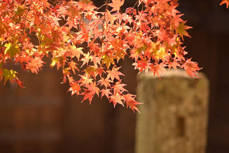 Autumn leaves of Japanese maple in Kyoto, Japan. Selective focus.の写真素材
