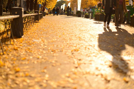Ginkgo leaves on the sidewalk in autumn, Kyoto, Japanの写真素材