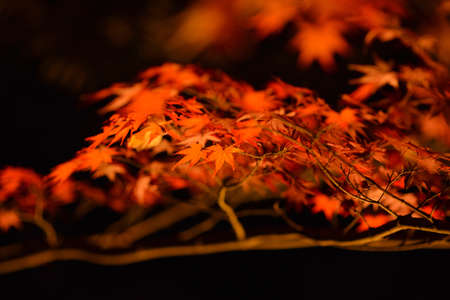 Autumn maple leaves on black background. Autumn season in Japan.の写真素材