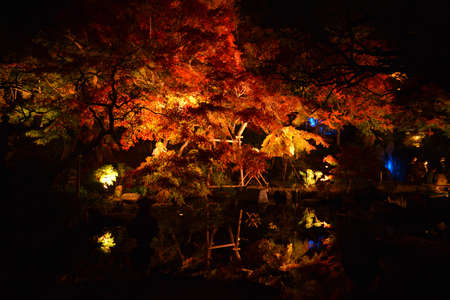 Autumn leaves in a Japanese garden at night, Tokyo, Japanの写真素材