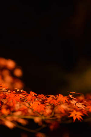 Autumn maple leaves on black background, shallow depth of field.の写真素材