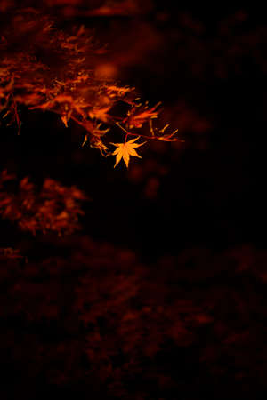 Autumn maple leaves on a dark background with a shallow depth of fieldの写真素材