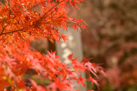 Autumn leaves of Japanese maple in Kyoto, Japan, selective focusの写真素材
