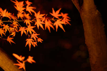 Maple leaves in autumn season at kyoto japan.