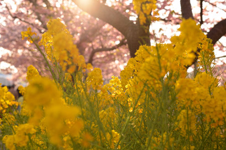Cherry blossoms and rape blossoms in full bloom in springの写真素材