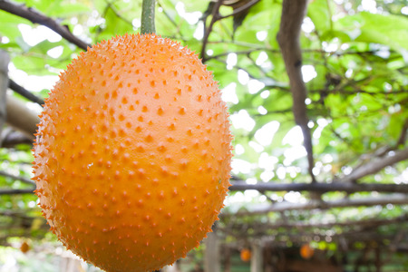 Gac fruit or Momordica cochinchinensis; Southeast Asian fruitの写真素材