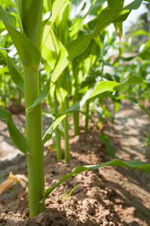 Corn field.の写真素材