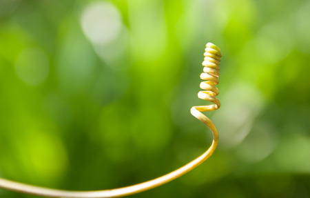 Christmas tree vine is comparableの写真素材