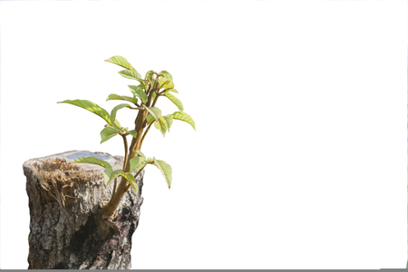 green young little tree emerge from wood stump - concept of hope and rebirthの写真素材