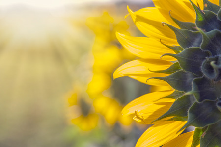 Sunflower field