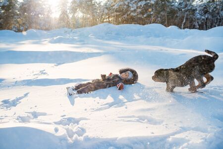 Cheerful big kind dog runs through the snowdriftsの写真素材
