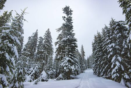 Bottom view majestic spruce trees with snow-covered branches stand in the forest on a cloudy grey day. The concept of a harsh winter landscapeの写真素材