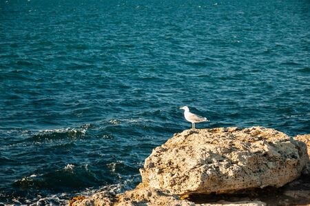 Birds on the beach in the sunny day looking for food.