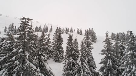 Tall dense old spruce trees grow on a snowy slope in the mountains on a cloudy winter foggy day. The concept of the beauty of the winter forest and protected areas. Copyspaceの写真素材