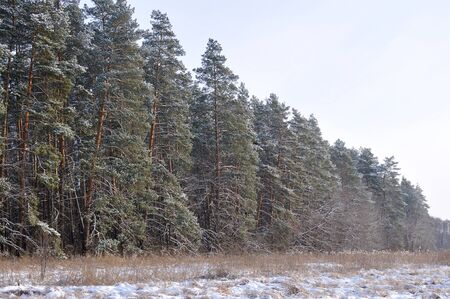 Tall smooth snowy pines stand on edge of forestの写真素材