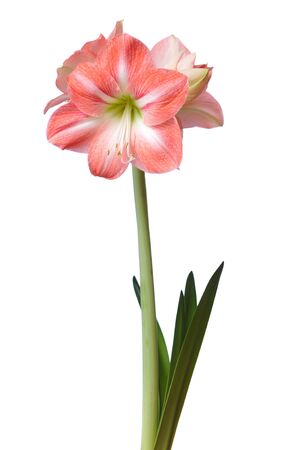 Close-up of a beautiful blossoming pink flower with a green straight stem on a white background. The concept of beauty of flowers and floristry. Advertising spaceの写真素材
