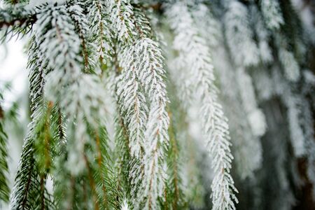 Close-up of green snow-covered frozen spruce branches of a beautiful large spruce growing in the...