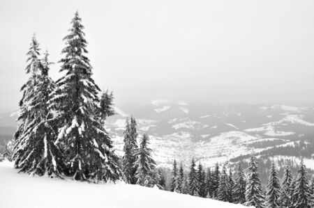 Snow-covered tall spruce trees against a bright sky. Winter landscape, pine forest in the mountainsの写真素材