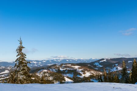Beautiful sunny landscape of fluffy fir trees growing among white snowdrifts against a background of hills and a forest with white clouds and a blue sky on a frosty day. Advertising spaceの写真素材