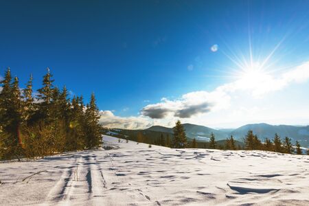 Beautiful sunny landscape of fluffy fir trees growing among white snowdrifts against a background of hills and a forest with white clouds and a blue sky on a frosty day. Advertising spaceの写真素材