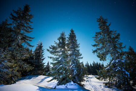 Bewitching magical landscape of snowy tall fir trees growing among snowdrifts on the hills against a blue starry night sky. Concept of a beautiful night forest. Copyspaceの写真素材
