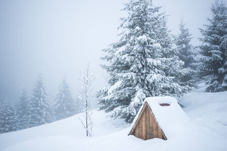 Harsh winter landscape beautiful snowy fir trees stand against a foggy mountainous area on a cold winter day. The concept of cold northern nature.の写真素材