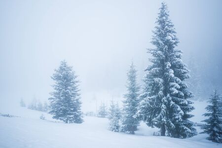 Bewitching stern panorama of tall fir trees covered with snow grow in the forest in winter frosty day. The concept of harsh northern nature and recreation in the countryside in winterの写真素材