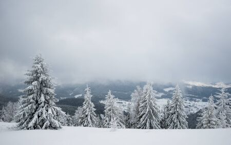 Wonderful view of a snowy hill with fir trees and snow on a background of gray cloudy sky. Winter...