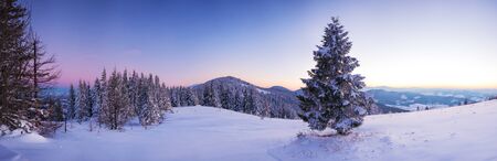 Picturesque landscape of a snowy forest growing in the hills among the snowdrifts pink-purple sunset in a frosty winter evening. Place for advertisingの写真素材