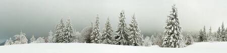 Bottom view tall beautiful majestic spruce trees covered with snow stand in a forest against a foggy blue sky overcast winter frosty day. Winter nature beauty conceptの写真素材