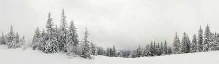 Bottom view tall beautiful majestic spruce trees covered with snow stand in a forest against a foggy...