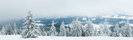 Harsh winter landscape beautiful snowy fir trees stand against a foggy mountainous area on a cold winter day. The concept of cold northern nature. Copyspaceの写真素材