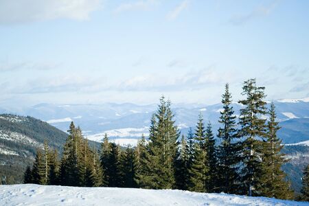 Fur trees crowns covered with snow in winter forest on winter day with blue sky in above. Landscape of winter wonderland nature conceptの写真素材