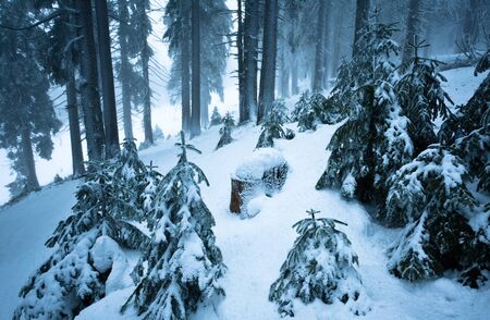 Pine trees and fur trees covered with snow in winter forest with ground full of snow and nobody in it on winter day. Landscape of winter wonderland nature conceptの写真素材