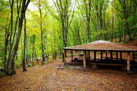 Wooden gazebo on autumn forest scene. Forest gazebo sceneの写真素材