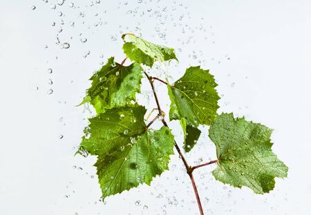 Drops of water fall on branch with leavesの写真素材