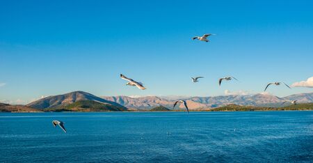 Kerkyra (Corfu) town on Corfu Island in Ionian sea. Greece. Seagulls flying above blue water. Beautiful landscape of nature.の写真素材