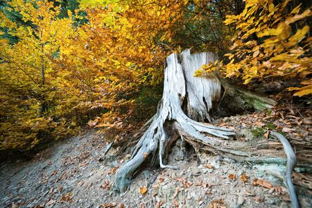 Close up of big root of very old tree surrounded by yellow and green leaves. Stump of felled tree...