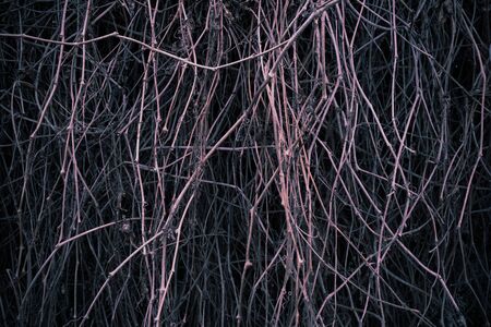Hedge of dry vine branches, nature background. Abstract of dry toned twigs on the fence.